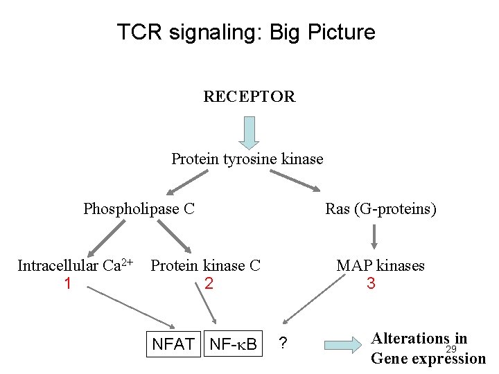 TCR signaling: Big Picture RECEPTOR Protein tyrosine kinase Phospholipase C Intracellular Ca 2+ 1