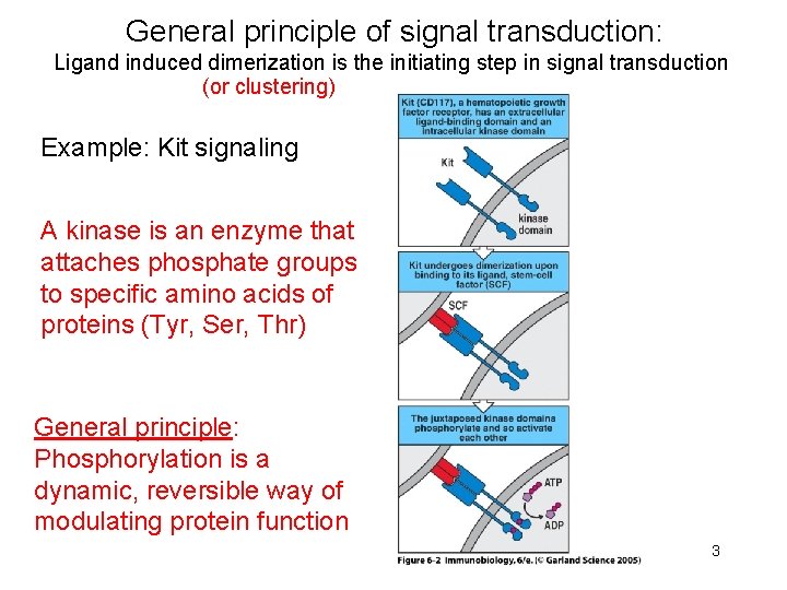 General principle of signal transduction: Ligand induced dimerization is the initiating step in signal