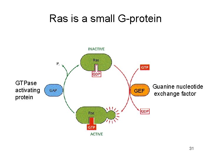 Ras is a small G-protein GTPase activating protein GEF Guanine nucleotide exchange factor 31