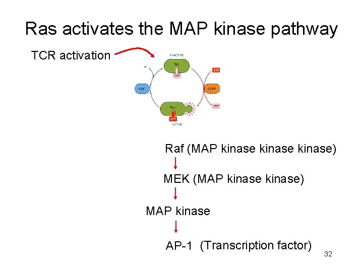 Ras activates the MAP kinase pathway TCR activation Raf (MAP kinase) MEK (MAP kinase)