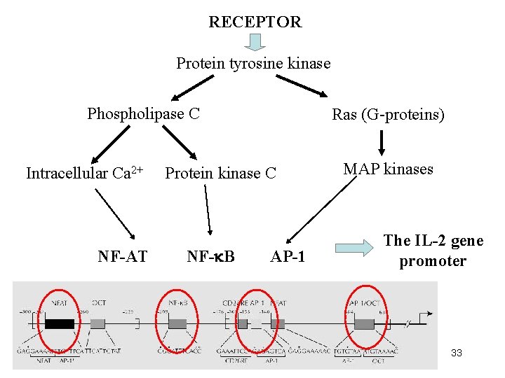 RECEPTOR Protein tyrosine kinase Phospholipase C Intracellular Ca 2+ NF-AT Ras (G-proteins) Protein kinase