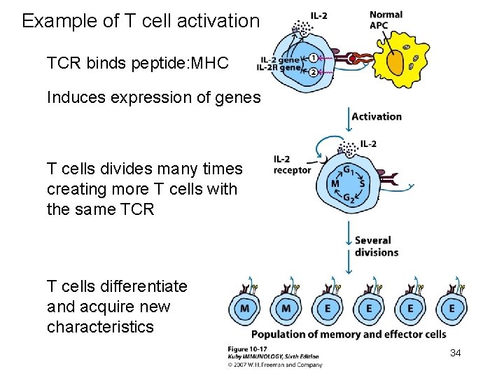 Example of T cell activation TCR binds peptide: MHC Induces expression of genes T