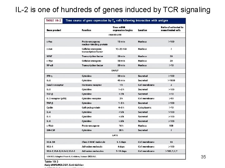IL-2 is one of hundreds of genes induced by TCR signaling 35 