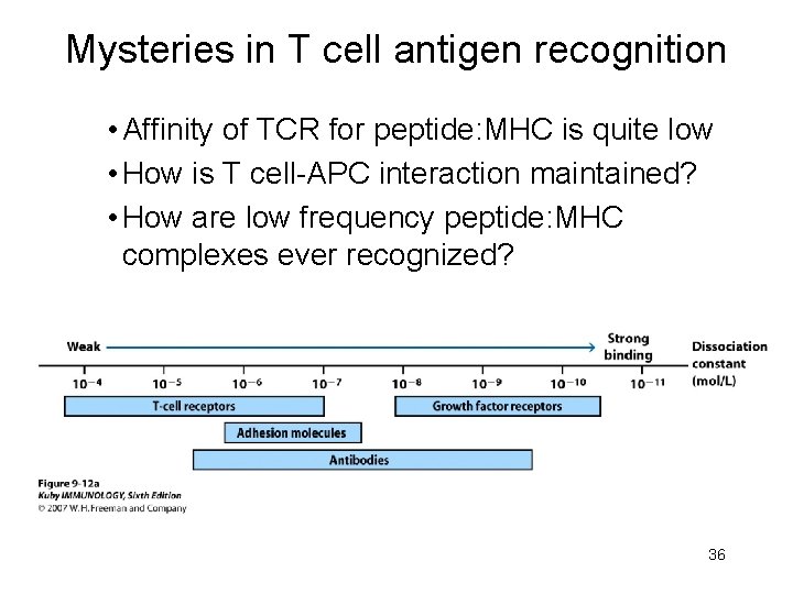 Mysteries in T cell antigen recognition • Affinity of TCR for peptide: MHC is