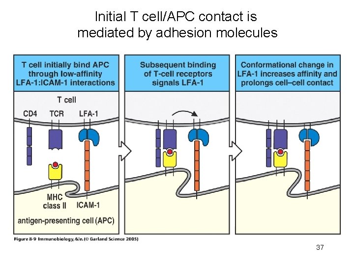 Initial T cell/APC contact is mediated by adhesion molecules 37 