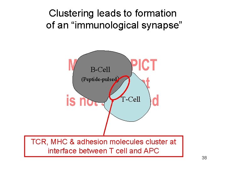 Clustering leads to formation of an “immunological synapse” B-Cell (Peptide-pulsed) T-Cell minutes in 20