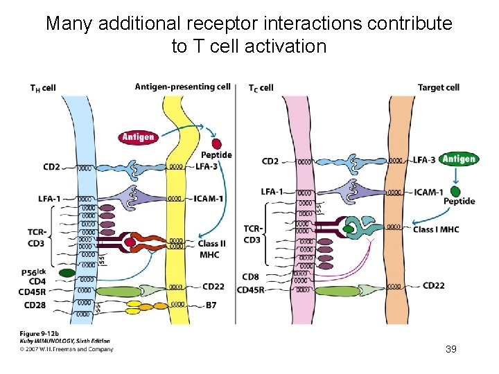 Many additional receptor interactions contribute to T cell activation 39 