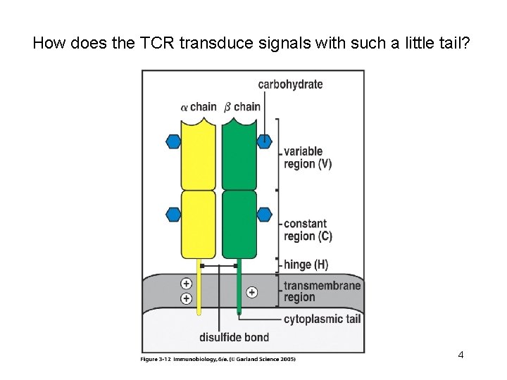 How does the TCR transduce signals with such a little tail? 4 