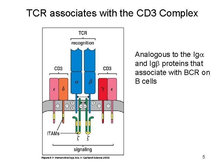 TCR associates with the CD 3 Complex Analogous to the Ig and Ig proteins