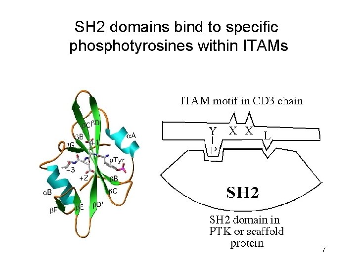 SH 2 domains bind to specific phosphotyrosines within ITAMs 7 