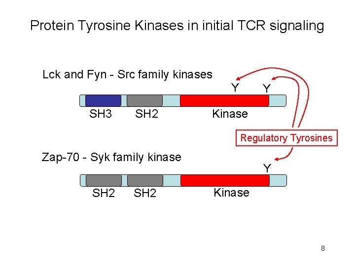 Protein Tyrosine Kinases in initial TCR signaling Lck and Fyn - Src family kinases