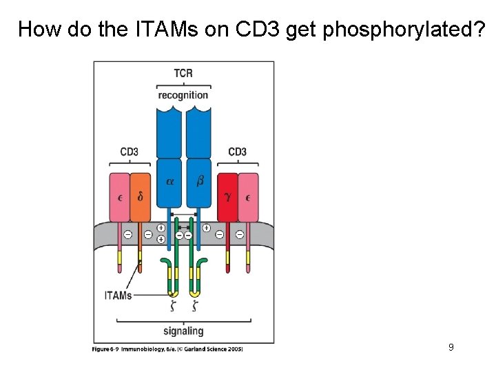 How do the ITAMs on CD 3 get phosphorylated? 9 