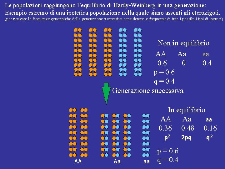 Le popolazioni raggiungono l’equilibrio di Hardy-Weinberg in una generazione: Esempio estremo di una ipotetica Le popolazioni raggiungono l’equilibrio di Hardy-Weinberg in una generazione: Esempio estremo di una ipotetica