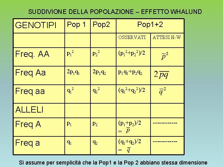 SUDDIVIONE DELLA POPOLAZIONE – EFFETTO WHALUND GENOTIPI Pop 1 Pop 2 Pop 1+2 OSSERVATI SUDDIVIONE DELLA POPOLAZIONE – EFFETTO WHALUND GENOTIPI Pop 1 Pop 2 Pop 1+2 OSSERVATI