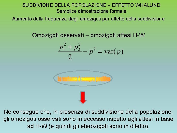 SUDDIVIONE DELLA POPOLAZIONE – EFFETTO WHALUND Semplice dimostrazione formale Aumento della frequenza degli omozigoti SUDDIVIONE DELLA POPOLAZIONE – EFFETTO WHALUND Semplice dimostrazione formale Aumento della frequenza degli omozigoti