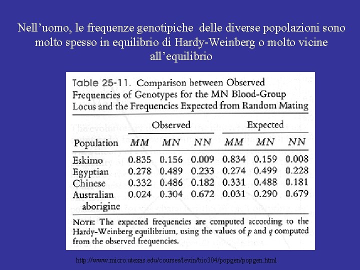 Nell’uomo, le frequenze genotipiche delle diverse popolazioni sono molto spesso in equilibrio di Hardy-Weinberg Nell’uomo, le frequenze genotipiche delle diverse popolazioni sono molto spesso in equilibrio di Hardy-Weinberg