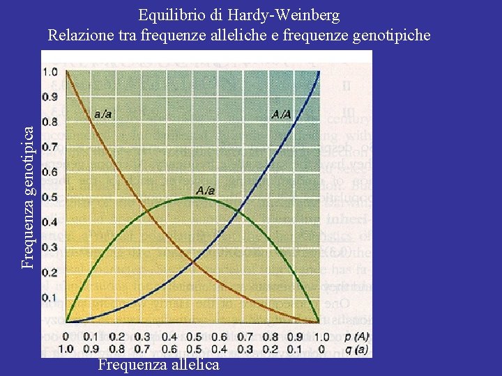 Frequenza genotipica Equilibrio di Hardy-Weinberg Relazione tra frequenze alleliche e frequenze genotipiche Frequenza allelica Frequenza genotipica Equilibrio di Hardy-Weinberg Relazione tra frequenze alleliche e frequenze genotipiche Frequenza allelica