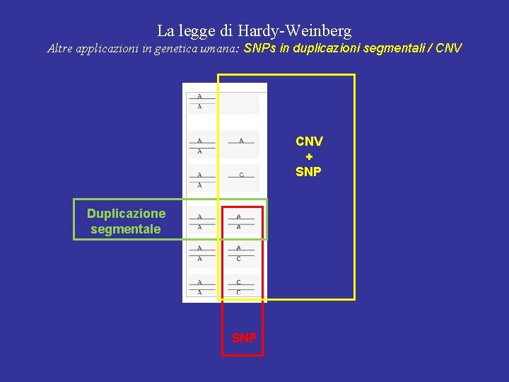 La legge di Hardy-Weinberg Altre applicazioni in genetica umana: SNPs in duplicazioni segmentali / La legge di Hardy-Weinberg Altre applicazioni in genetica umana: SNPs in duplicazioni segmentali /