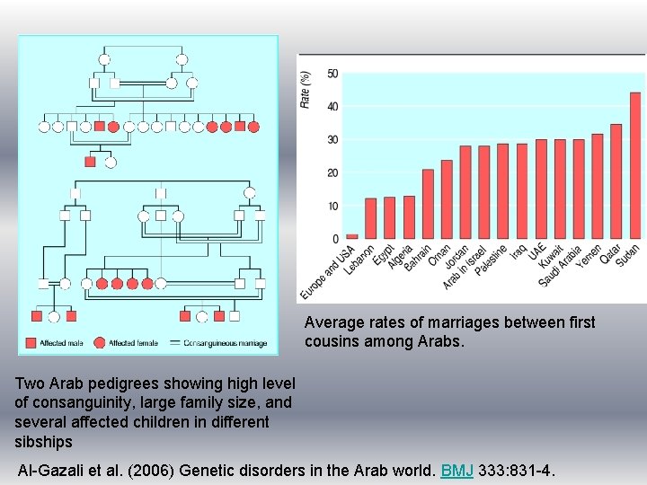 Average rates of marriages between first cousins among Arabs. Two Arab pedigrees showing high Average rates of marriages between first cousins among Arabs. Two Arab pedigrees showing high