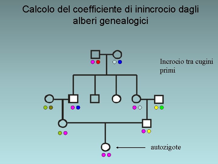 Calcolo del coefficiente di inincrocio dagli alberi genealogici Incrocio tra cugini primi autozigote Calcolo del coefficiente di inincrocio dagli alberi genealogici Incrocio tra cugini primi autozigote