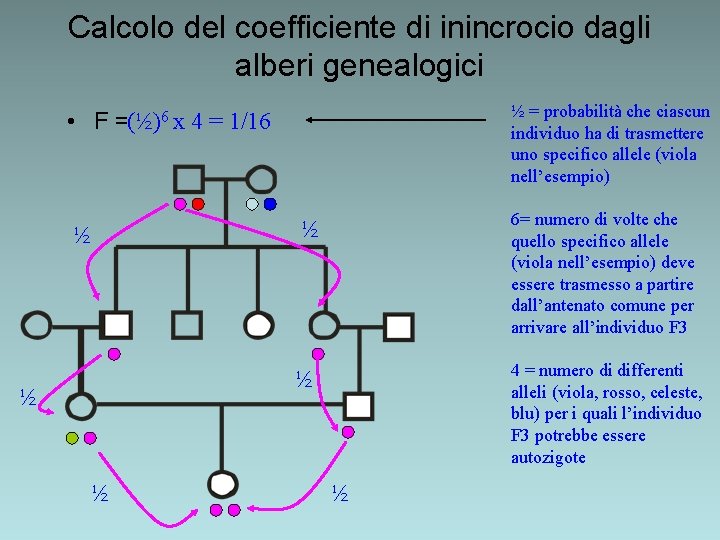 Calcolo del coefficiente di inincrocio dagli alberi genealogici ½ = probabilità che ciascun individuo Calcolo del coefficiente di inincrocio dagli alberi genealogici ½ = probabilità che ciascun individuo