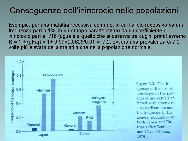 Conseguenze dell’inincrocio nelle popolazioni Esempio: per una malattia recessiva comune, in cui l’allele recessivo Conseguenze dell’inincrocio nelle popolazioni Esempio: per una malattia recessiva comune, in cui l’allele recessivo
