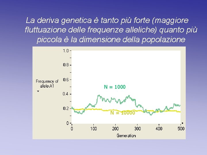 La deriva genetica è tanto più forte (maggiore fluttuazione delle frequenze alleliche) quanto più La deriva genetica è tanto più forte (maggiore fluttuazione delle frequenze alleliche) quanto più