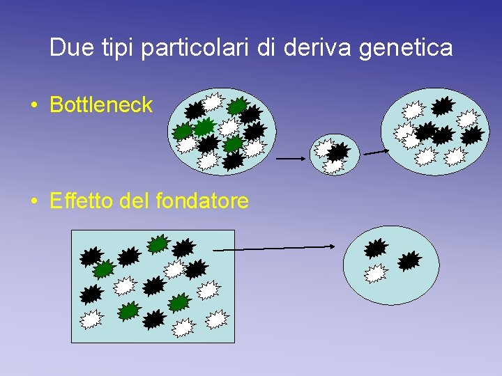 Due tipi particolari di deriva genetica • Bottleneck • Effetto del fondatore Due tipi particolari di deriva genetica • Bottleneck • Effetto del fondatore