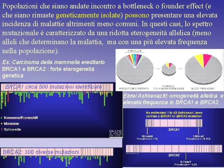 Popolazioni che siano andate incontro a bottleneck o founder effect (e che siano rimaste Popolazioni che siano andate incontro a bottleneck o founder effect (e che siano rimaste
