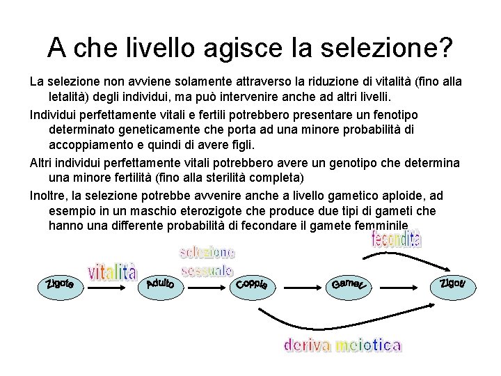 A che livello agisce la selezione? La selezione non avviene solamente attraverso la riduzione A che livello agisce la selezione? La selezione non avviene solamente attraverso la riduzione