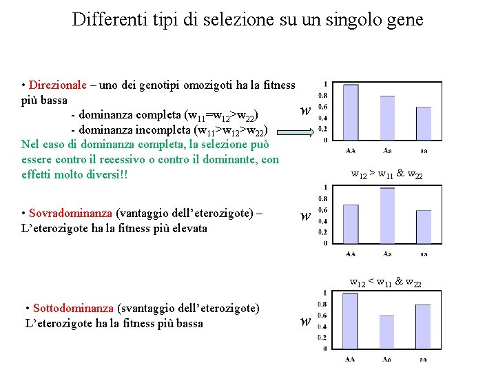 Differenti tipi di selezione su un singolo gene • Direzionale – uno dei genotipi Differenti tipi di selezione su un singolo gene • Direzionale – uno dei genotipi
