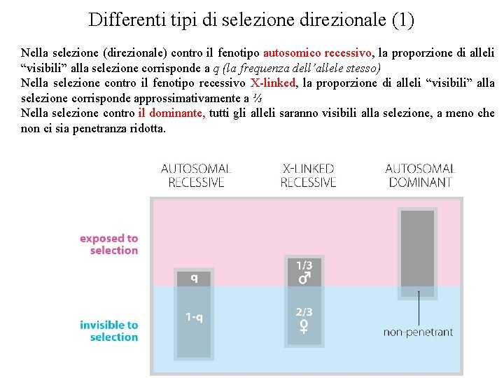 Differenti tipi di selezione direzionale (1) Nella selezione (direzionale) contro il fenotipo autosomico recessivo, Differenti tipi di selezione direzionale (1) Nella selezione (direzionale) contro il fenotipo autosomico recessivo,