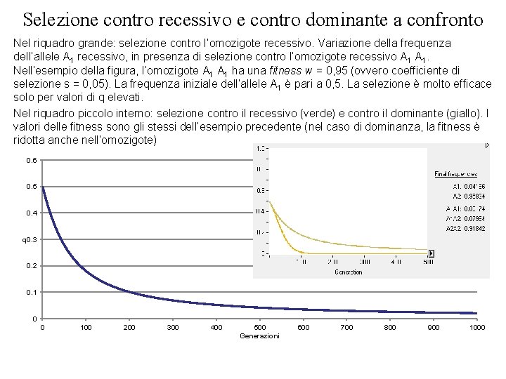 Selezione contro recessivo e contro dominante a confronto Nel riquadro grande: selezione contro l’omozigote Selezione contro recessivo e contro dominante a confronto Nel riquadro grande: selezione contro l’omozigote