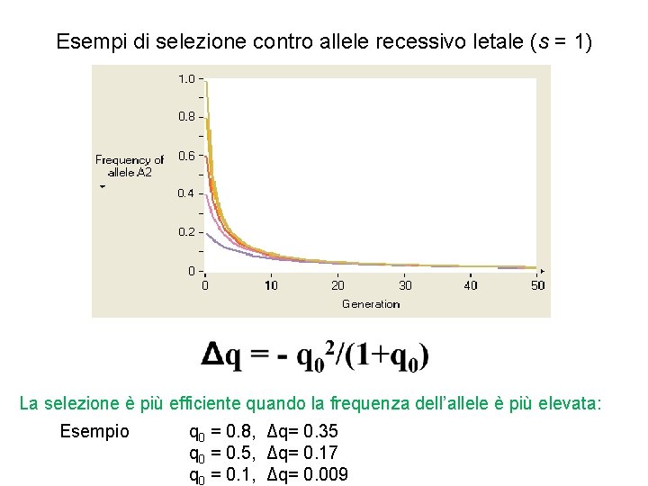 Esempi di selezione contro allele recessivo letale (s = 1) La selezione è più Esempi di selezione contro allele recessivo letale (s = 1) La selezione è più
