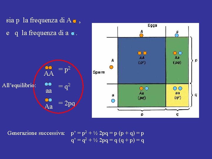 sia p la frequenza di A , e q la frequenza di a . sia p la frequenza di A , e q la frequenza di a .