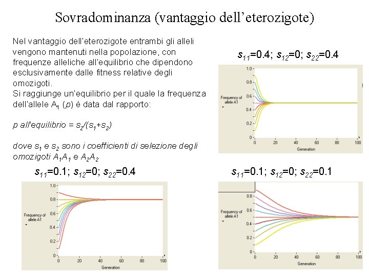 Sovradominanza (vantaggio dell’eterozigote) Nel vantaggio dell’eterozigote entrambi gli alleli vengono mantenuti nella popolazione, con Sovradominanza (vantaggio dell’eterozigote) Nel vantaggio dell’eterozigote entrambi gli alleli vengono mantenuti nella popolazione, con