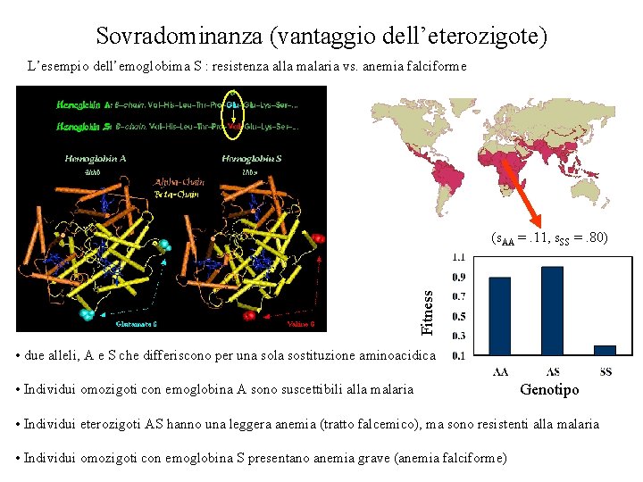 Sovradominanza (vantaggio dell’eterozigote) L’esempio dell’emoglobima S : resistenza alla malaria vs. anemia falciforme Fitness Sovradominanza (vantaggio dell’eterozigote) L’esempio dell’emoglobima S : resistenza alla malaria vs. anemia falciforme Fitness