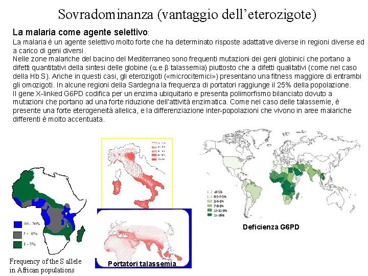 Sovradominanza (vantaggio dell’eterozigote) La malaria come agente selettivo: La malaria è un agente selettivo Sovradominanza (vantaggio dell’eterozigote) La malaria come agente selettivo: La malaria è un agente selettivo
