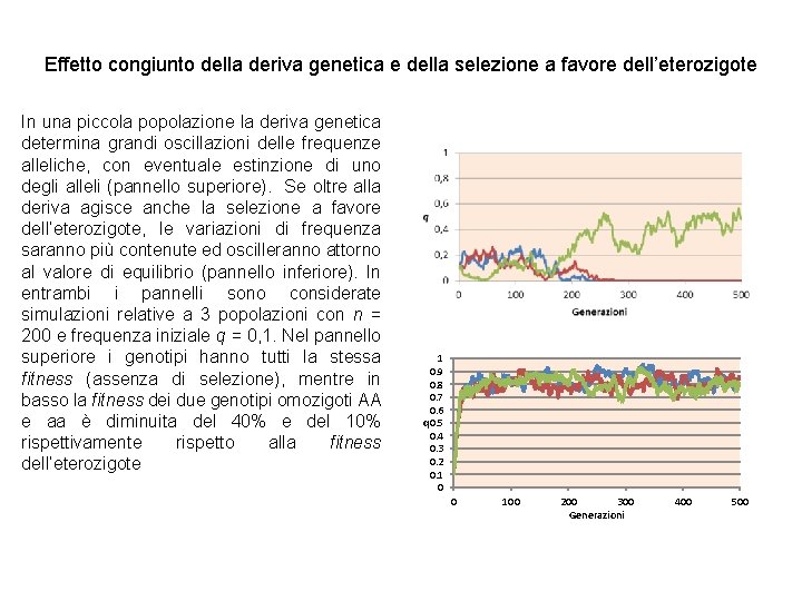 Effetto congiunto della deriva genetica e della selezione a favore dell’eterozigote In una piccola Effetto congiunto della deriva genetica e della selezione a favore dell’eterozigote In una piccola