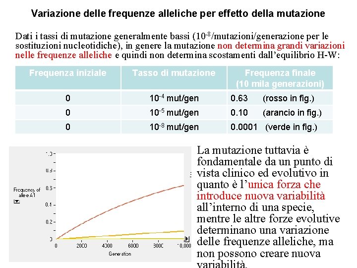 Variazione delle frequenze alleliche per effetto della mutazione Dati i tassi di mutazione generalmente Variazione delle frequenze alleliche per effetto della mutazione Dati i tassi di mutazione generalmente