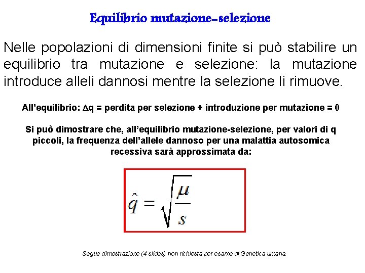 Equilibrio mutazione-selezione Nelle popolazioni di dimensioni finite si può stabilire un equilibrio tra mutazione Equilibrio mutazione-selezione Nelle popolazioni di dimensioni finite si può stabilire un equilibrio tra mutazione