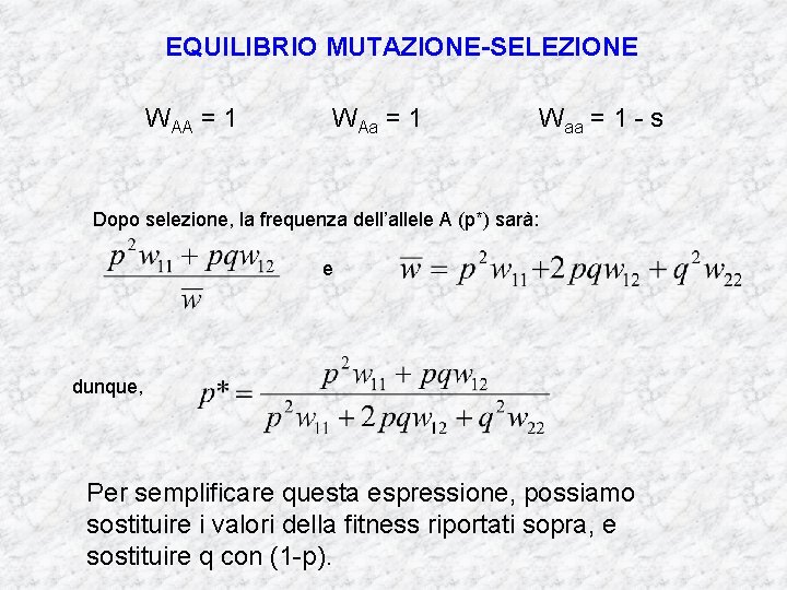 EQUILIBRIO MUTAZIONE-SELEZIONE WAA = 1 WAa = 1 Waa = 1 - s Dopo EQUILIBRIO MUTAZIONE-SELEZIONE WAA = 1 WAa = 1 Waa = 1 - s Dopo