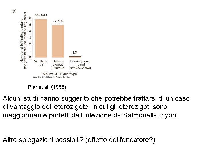 Pier et al. (1998) Alcuni studi hanno suggerito che potrebbe trattarsi di un caso Pier et al. (1998) Alcuni studi hanno suggerito che potrebbe trattarsi di un caso