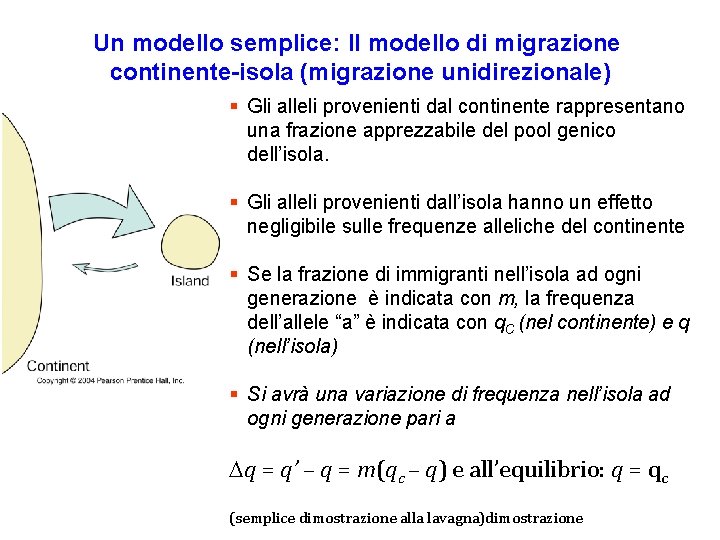 Un modello semplice: Il modello di migrazione continente-isola (migrazione unidirezionale) § Gli alleli provenienti Un modello semplice: Il modello di migrazione continente-isola (migrazione unidirezionale) § Gli alleli provenienti