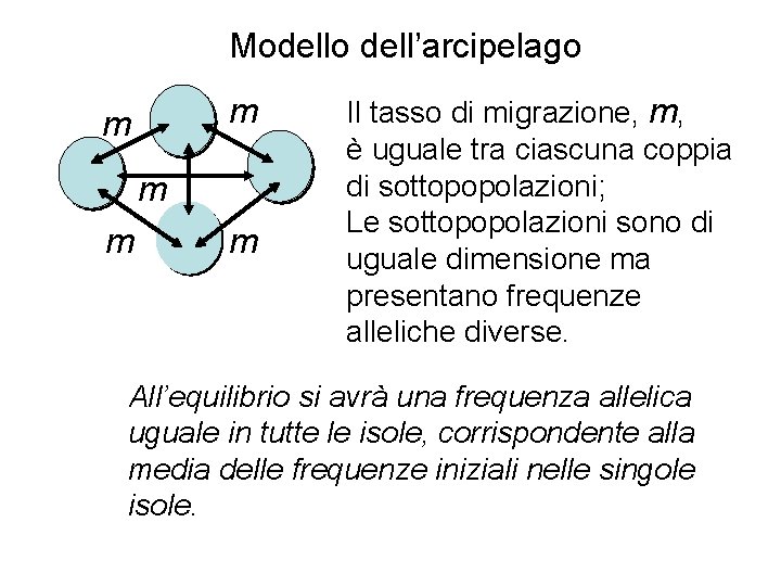 Modello dell’arcipelago m m m Il tasso di migrazione, m, è uguale tra ciascuna Modello dell’arcipelago m m m Il tasso di migrazione, m, è uguale tra ciascuna