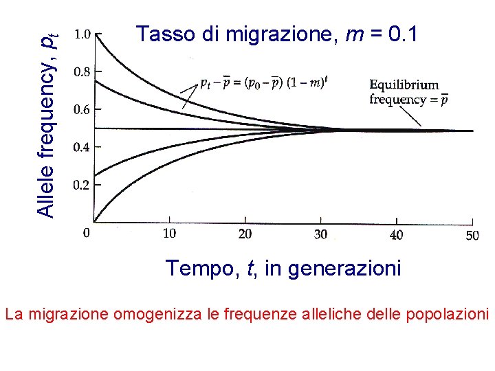 Allele frequency, pt Tasso di migrazione, m = 0. 1 Tempo, t, in generazioni Allele frequency, pt Tasso di migrazione, m = 0. 1 Tempo, t, in generazioni