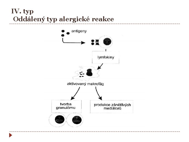 IV. typ Oddálený typ alergické reakce 