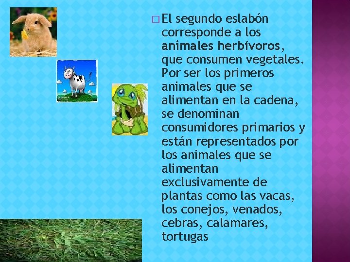 � El segundo eslabón corresponde a los animales herbívoros, que consumen vegetales. Por ser