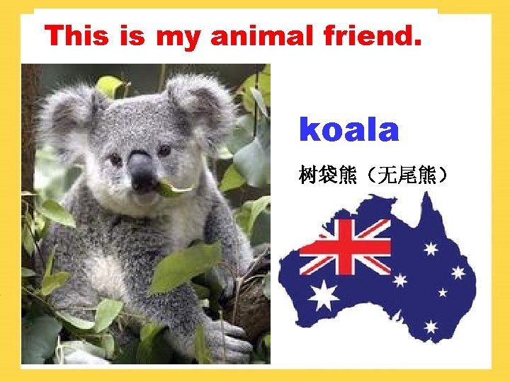 This is my animal friend. koala 树袋熊（无尾熊） 