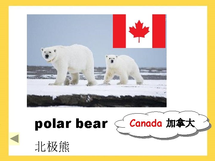 polar bear 北极熊 Canada 加拿大 